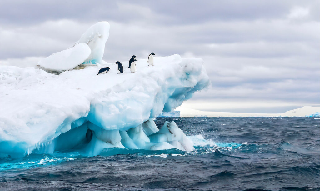 Pingviner på isberg